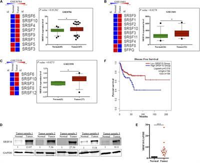 ERK1/2-EGR1-SRSF10 Axis Mediated Alternative Splicing Plays a Critical Role in Head and Neck Cancer